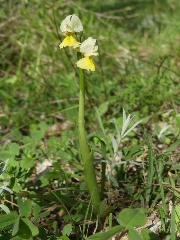 Prima fioritura di orchidee a Palena nel Parco Nazionale della Majella - maggio 2022.